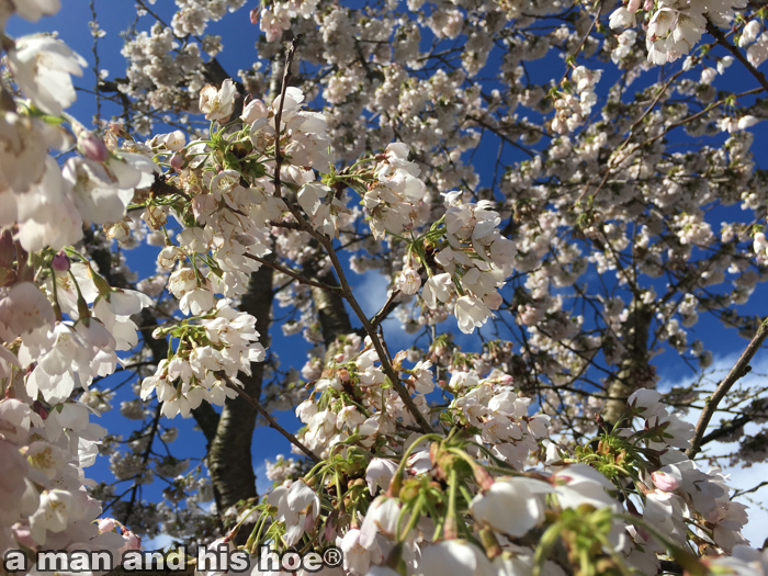 CherryBlossoms