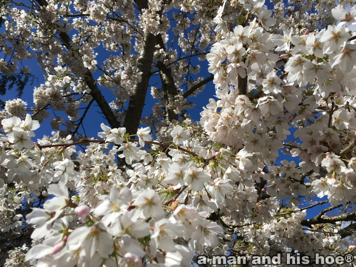 CherryBlossomsA