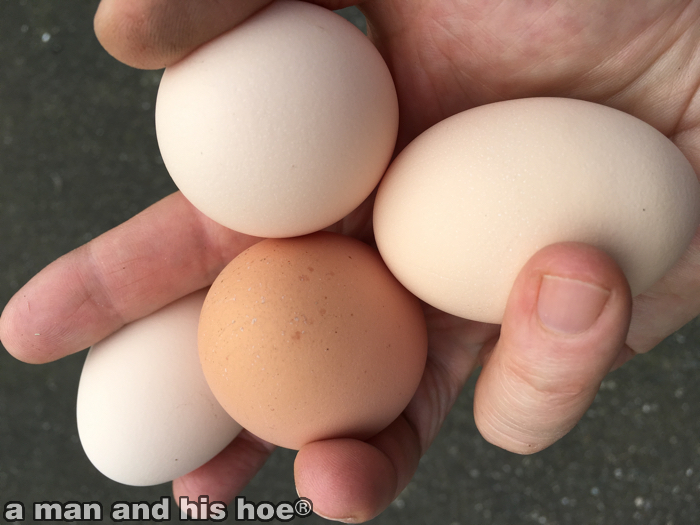 EggsInHand