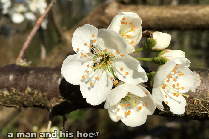 PlumBlossomsOnBranch