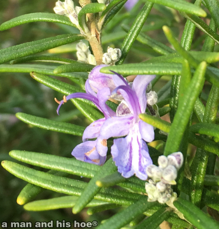 RosemaryFlowers