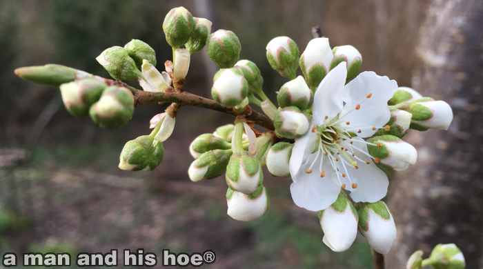 SatsumaPlumBlossomsB