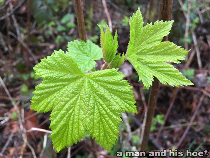 ThimbleBerryLeaves