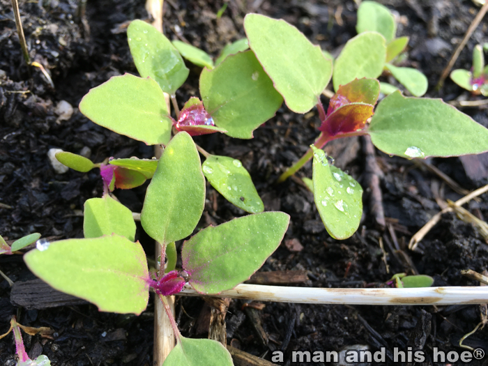 Magentaspreen sprouts