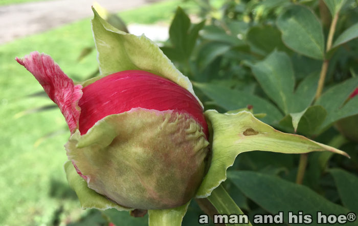 PeonyBuds