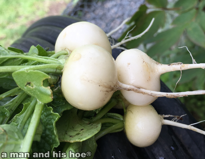 Radishes