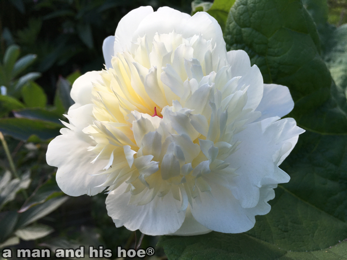 PeonyWhite