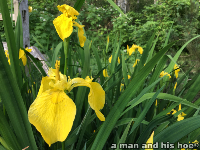 YellowIris