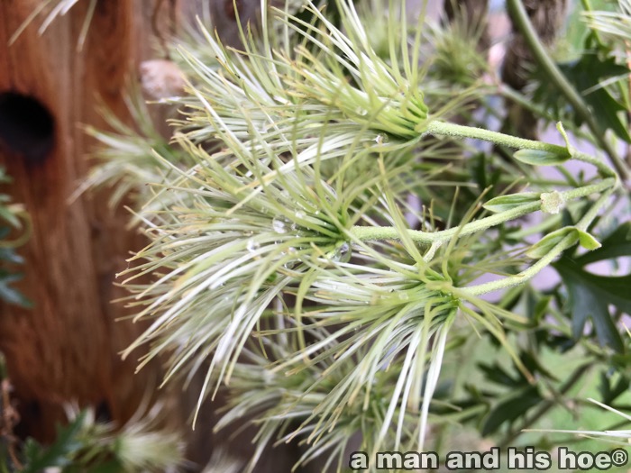 BeardedClematis