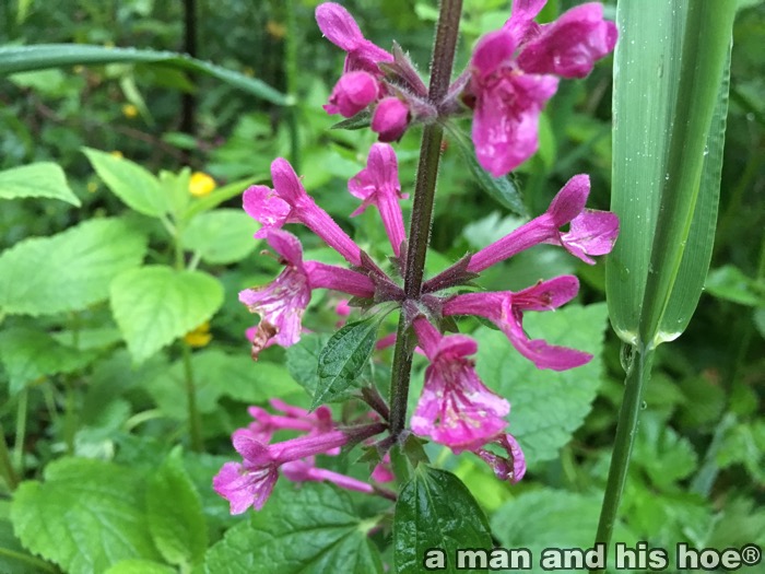 Beardtongue