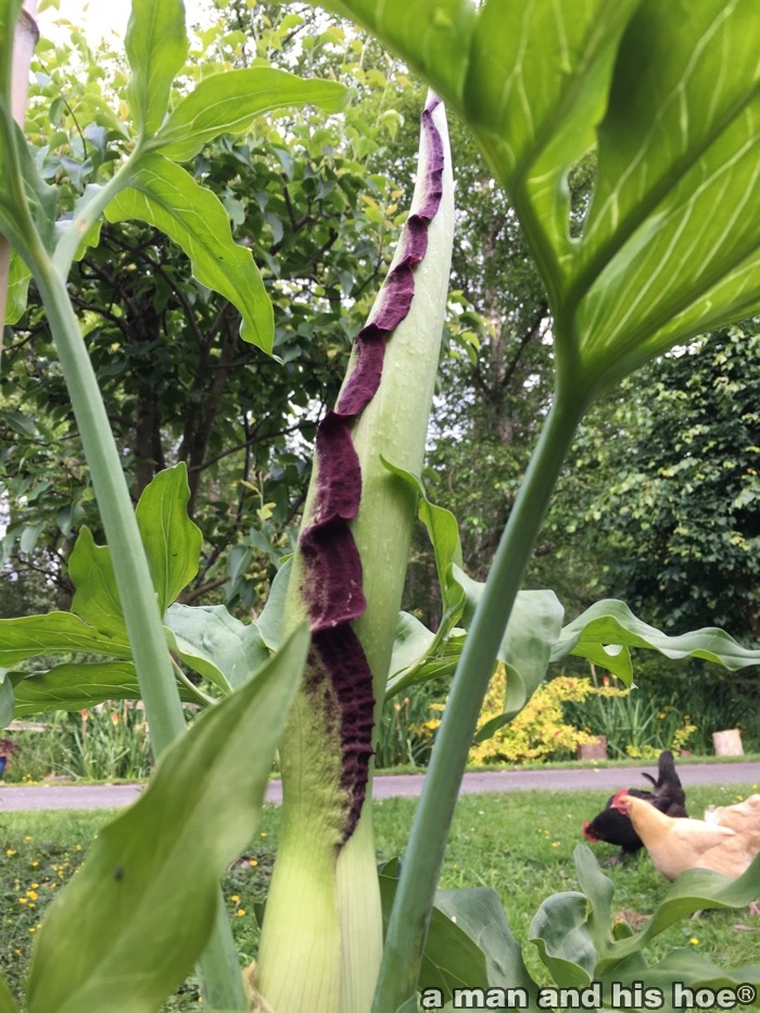 JackInThePulpit