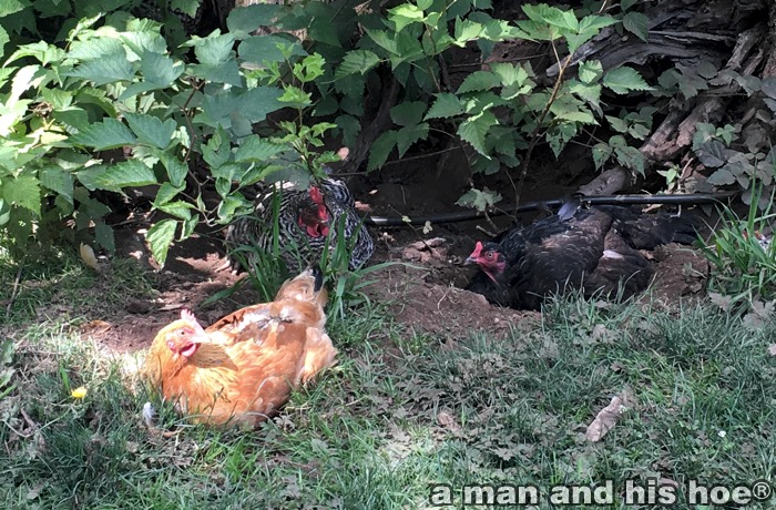 ChickensRestingInTheShade