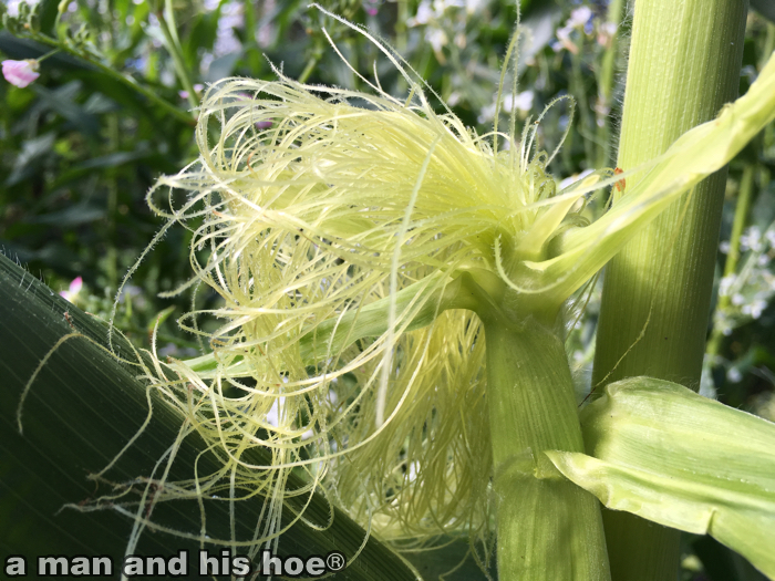 20180817B-CornTassel