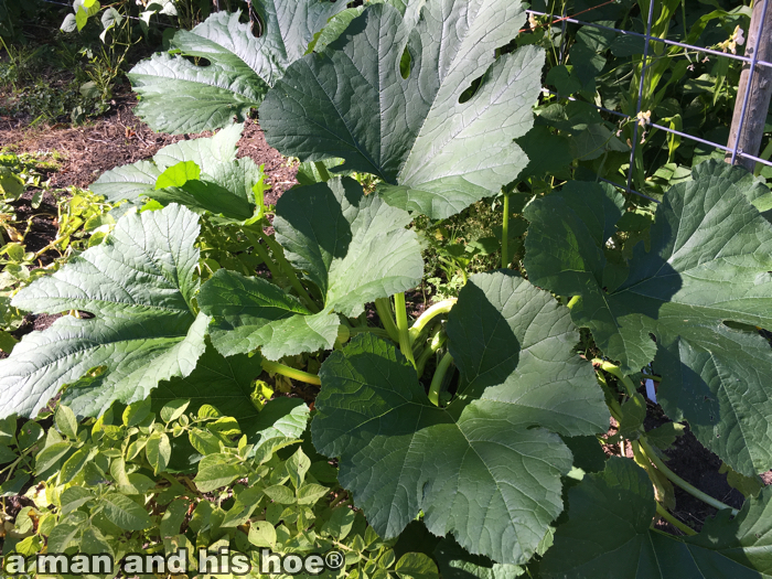 ZucchiniPlant