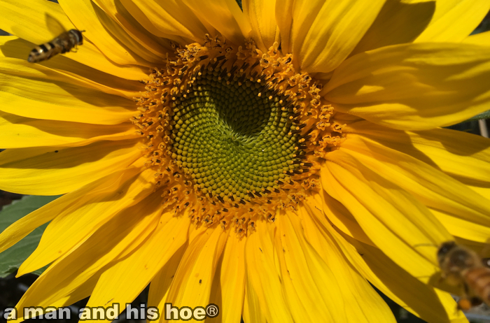 sunflowerandbeesb