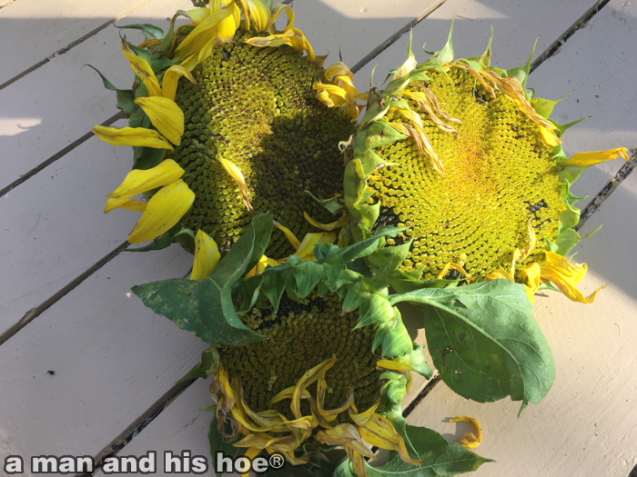 sunflowerharvesta
