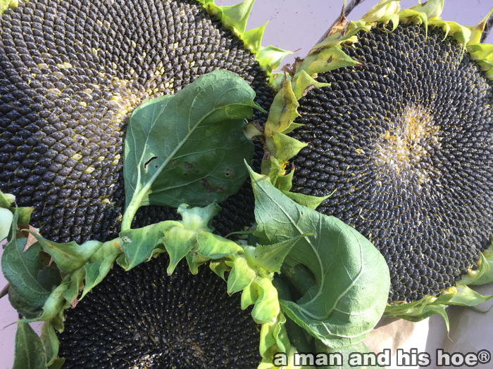 sunflowerharvestb