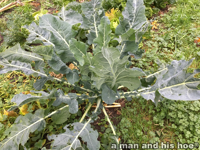 cauliflowerplant