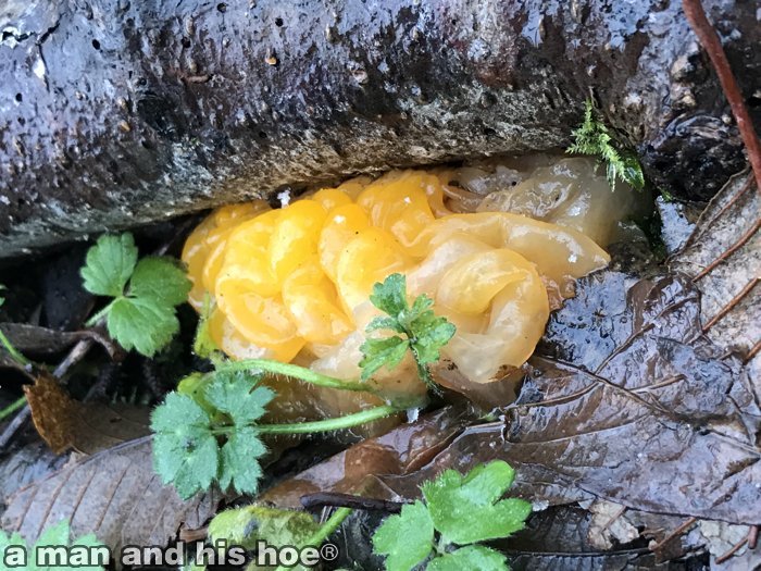 orangefungi