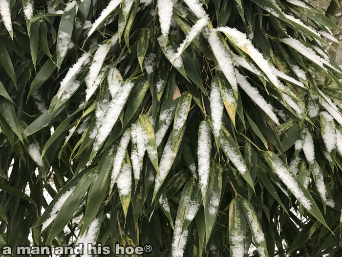 snow-bamboo