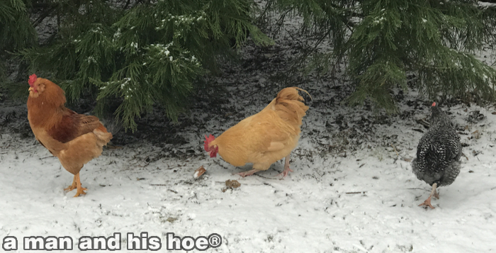 snow-chickens