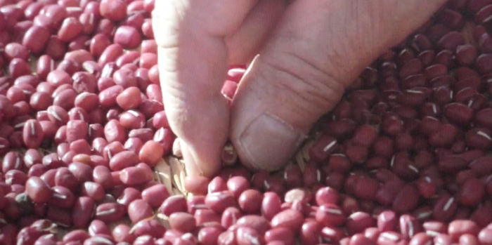 sweatbean-picking-beans