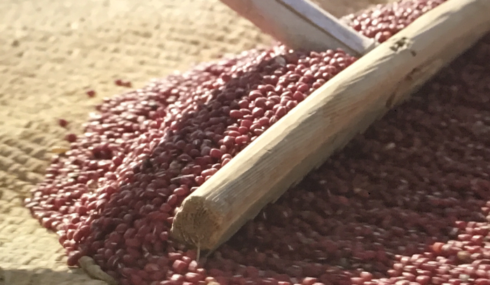 sweatbean-raking-beans