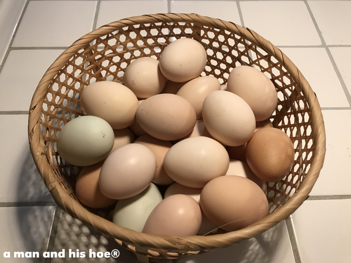 basketofeggs