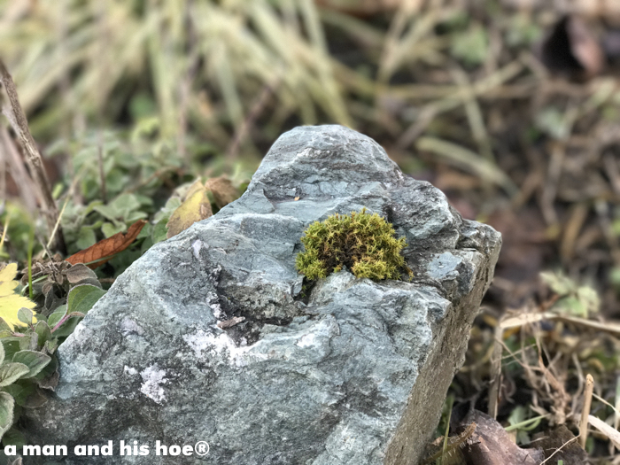 mossonrock