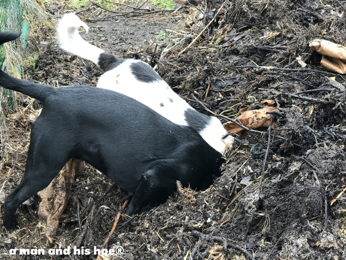 dogsincompost