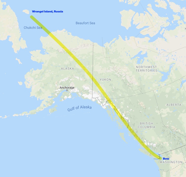 route of snow geese migration from Bow to Wrangle Island