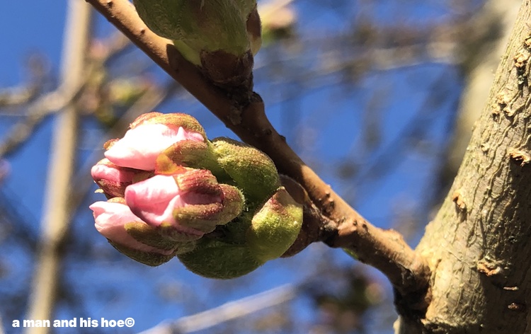 Plump cherry blossom buds