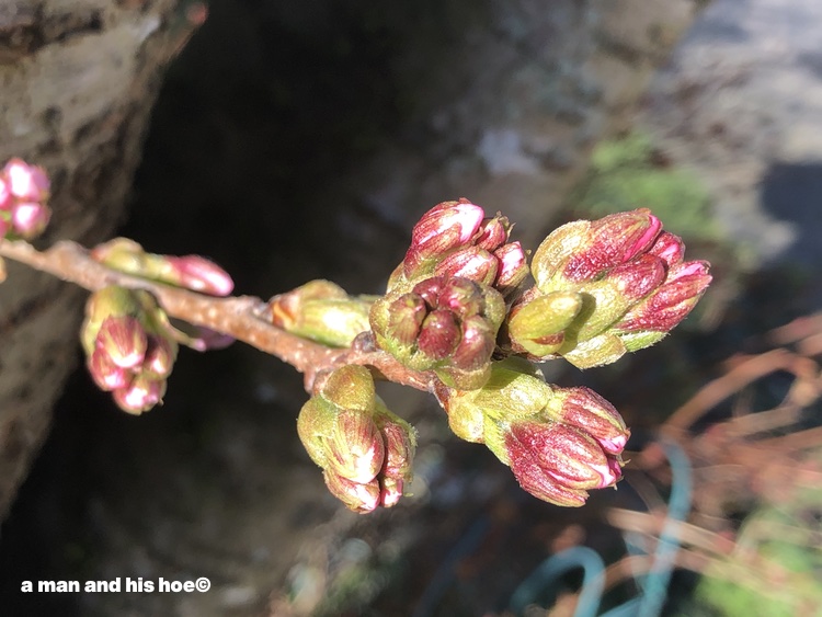 Plump cherry blossom buds