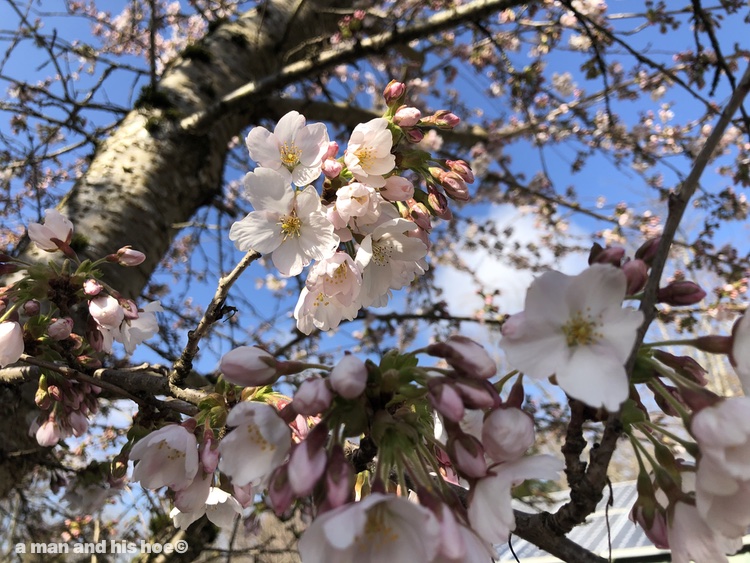 Cherry Blossoms 2020