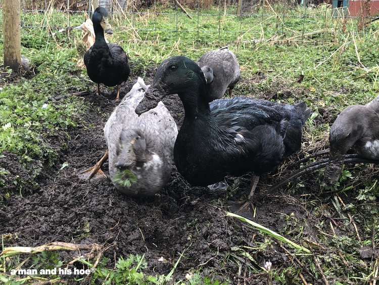 ducks in the garden