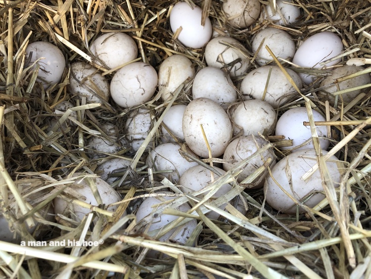 duck eggs in a nest