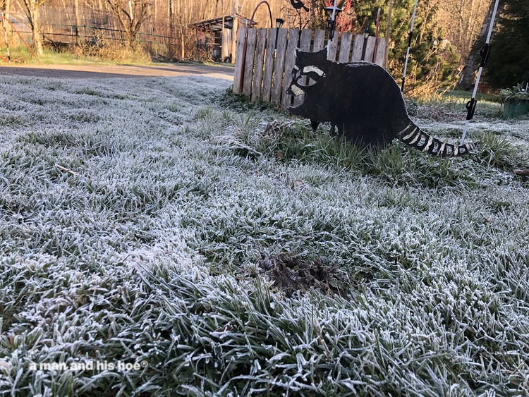 frost on the grass