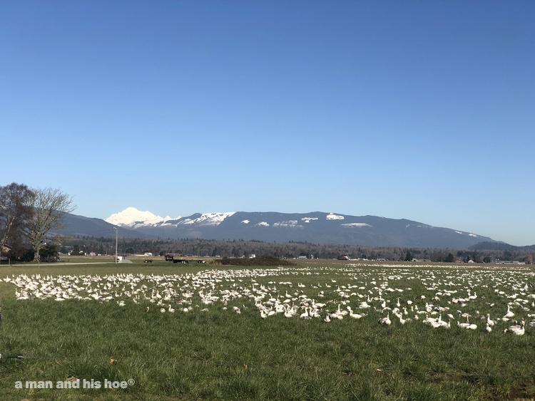 snow geese in a field