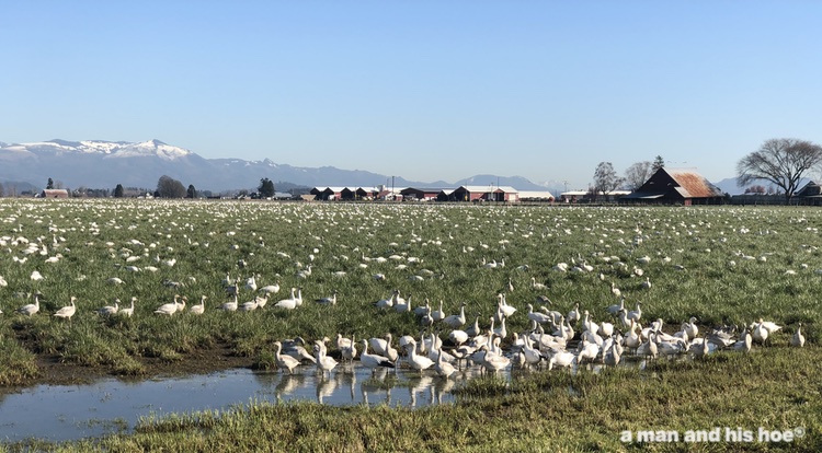 snow geese in a field