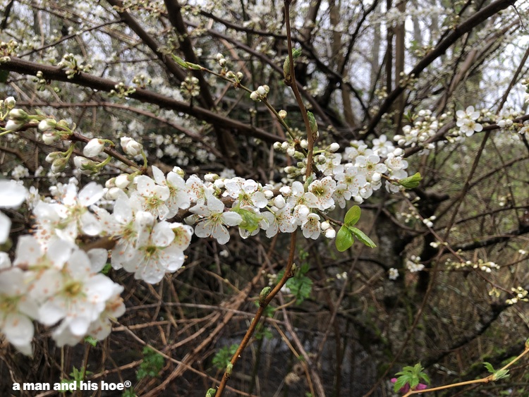 plum blossoms