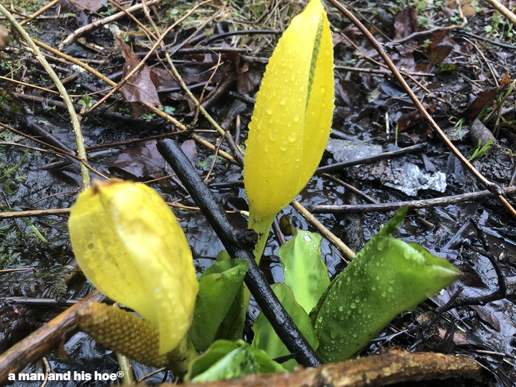 skunk cabbage