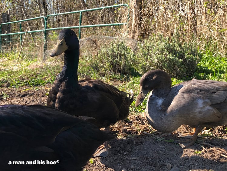 ducks in the garden