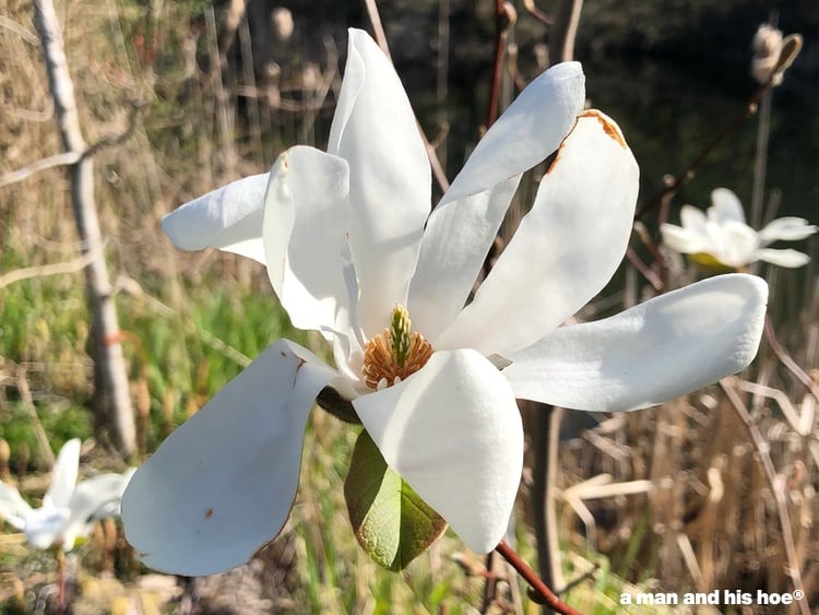 first magnolia