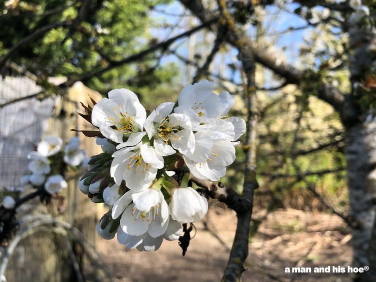 fruiting cherry blossoms