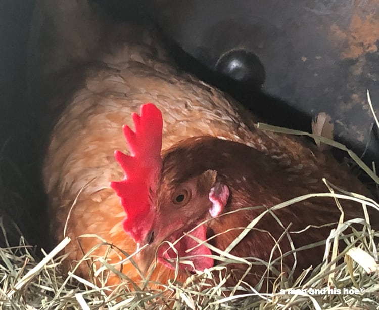 hen on nest