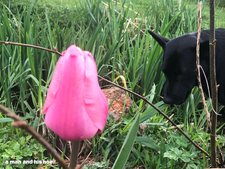 tulip and takuma the dog