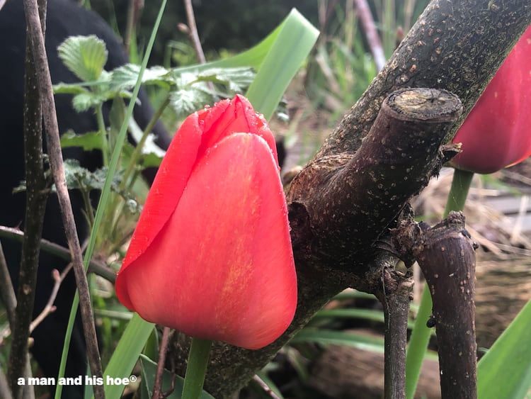 tulip in the morning