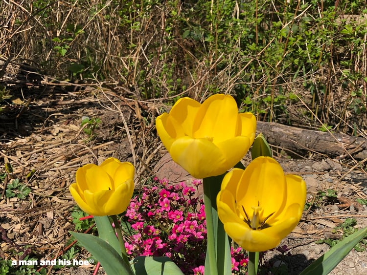 yellow tulips