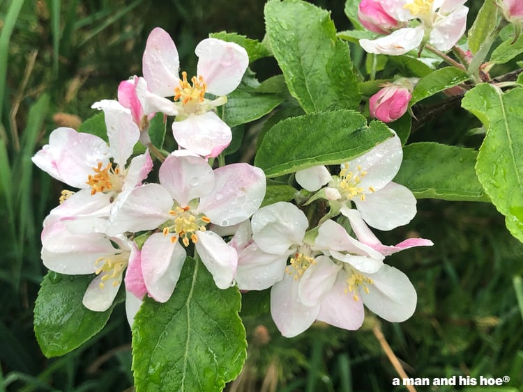 apple blossoms