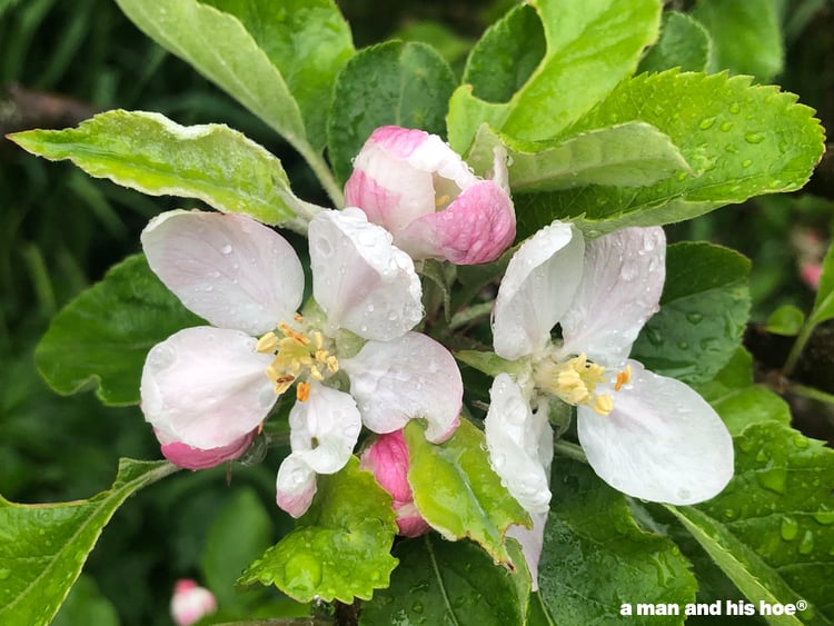 apple blossoms